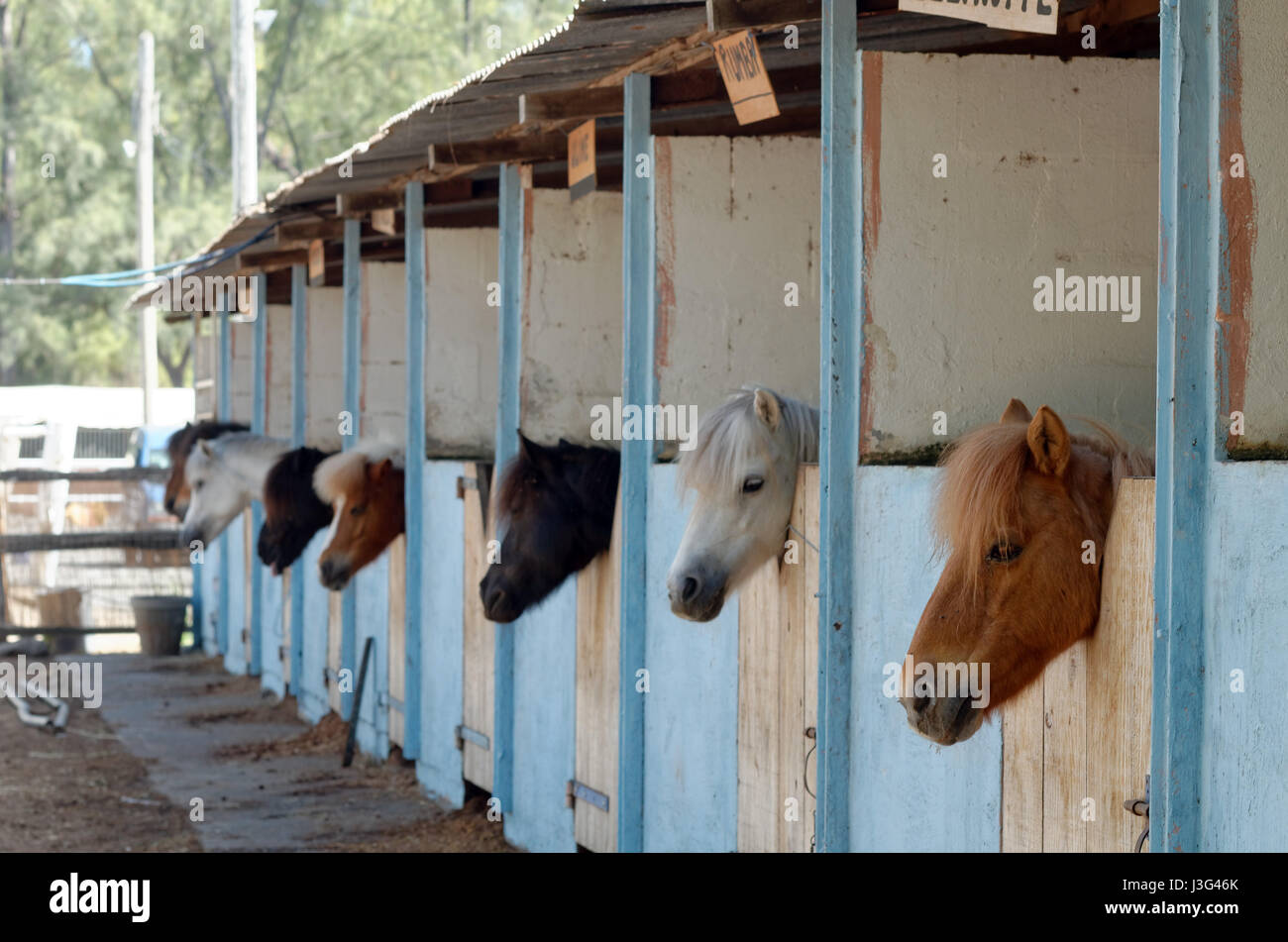 Pony riding stables hi-res stock photography and images - Alamy