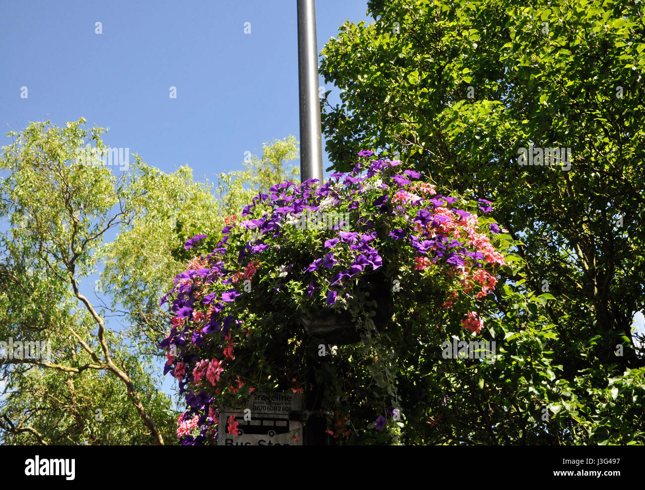 Lamp post hanging flower basket hi-res stock photography and images - Alamy