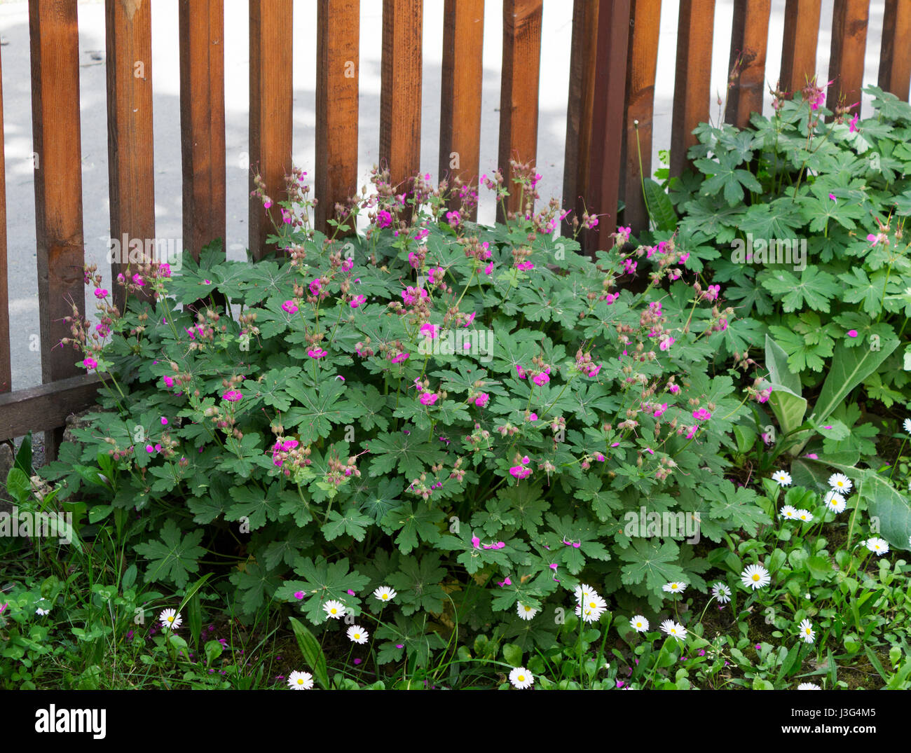 Bigroot Geranium High Resolution Stock Photography And Images Alamy