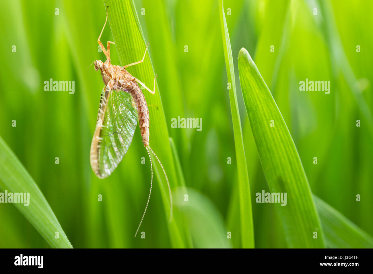 Shad flies hi-res stock photography and images - Alamy