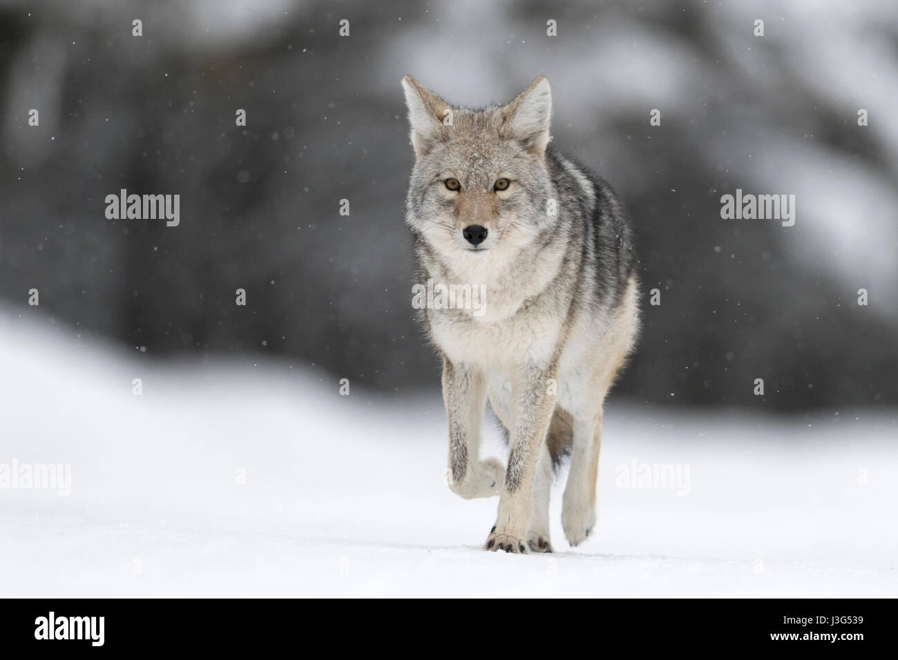 Coyote ( Canis latrans ), in winter, walking on frozen snow, light snowfall, watching, natural background, close, eye contact, Yellowstone NP, USA. Stock Photo