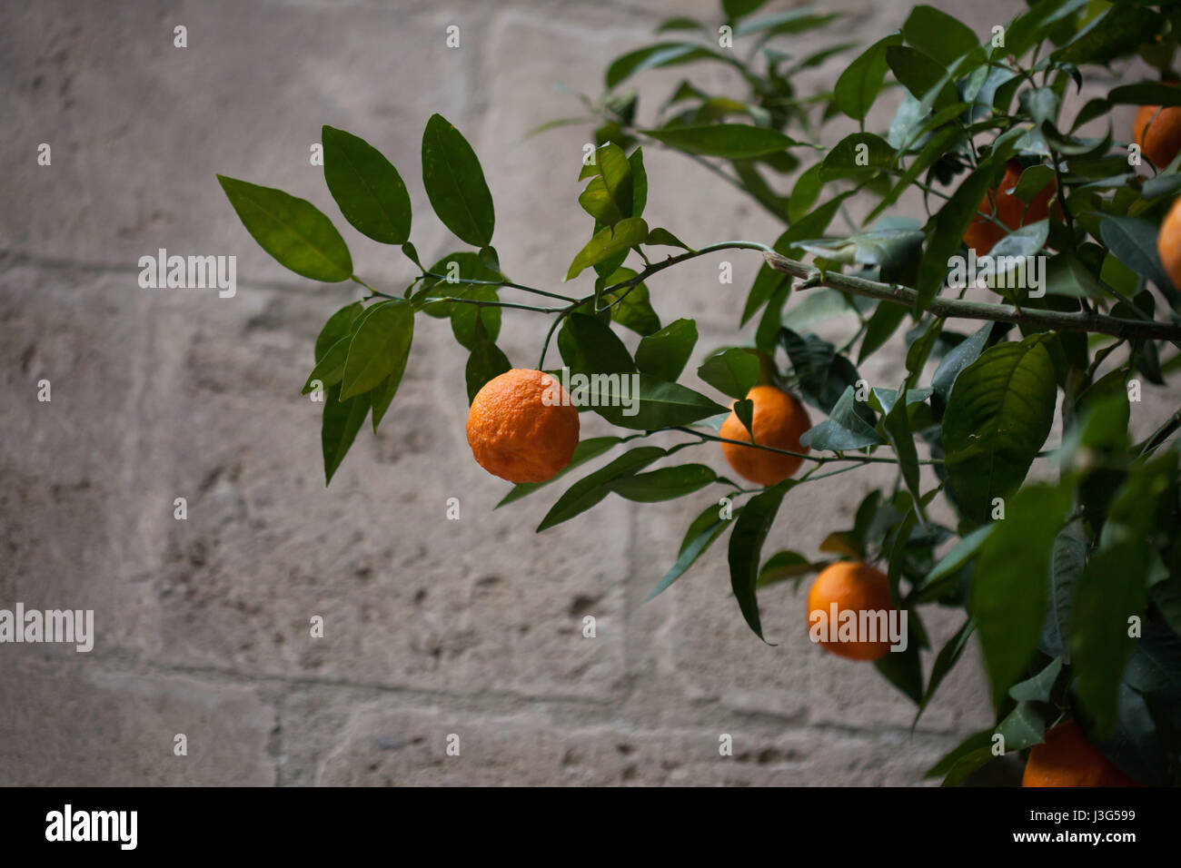 Bitter orange tree (Citrus aurantium) in Granada, Andalusia, Spain. Stock Photo