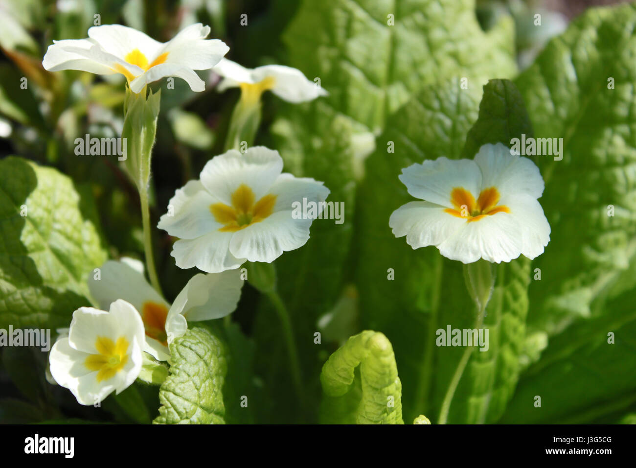 Yellow Primrose (Primula vulgaris) Stock Photo