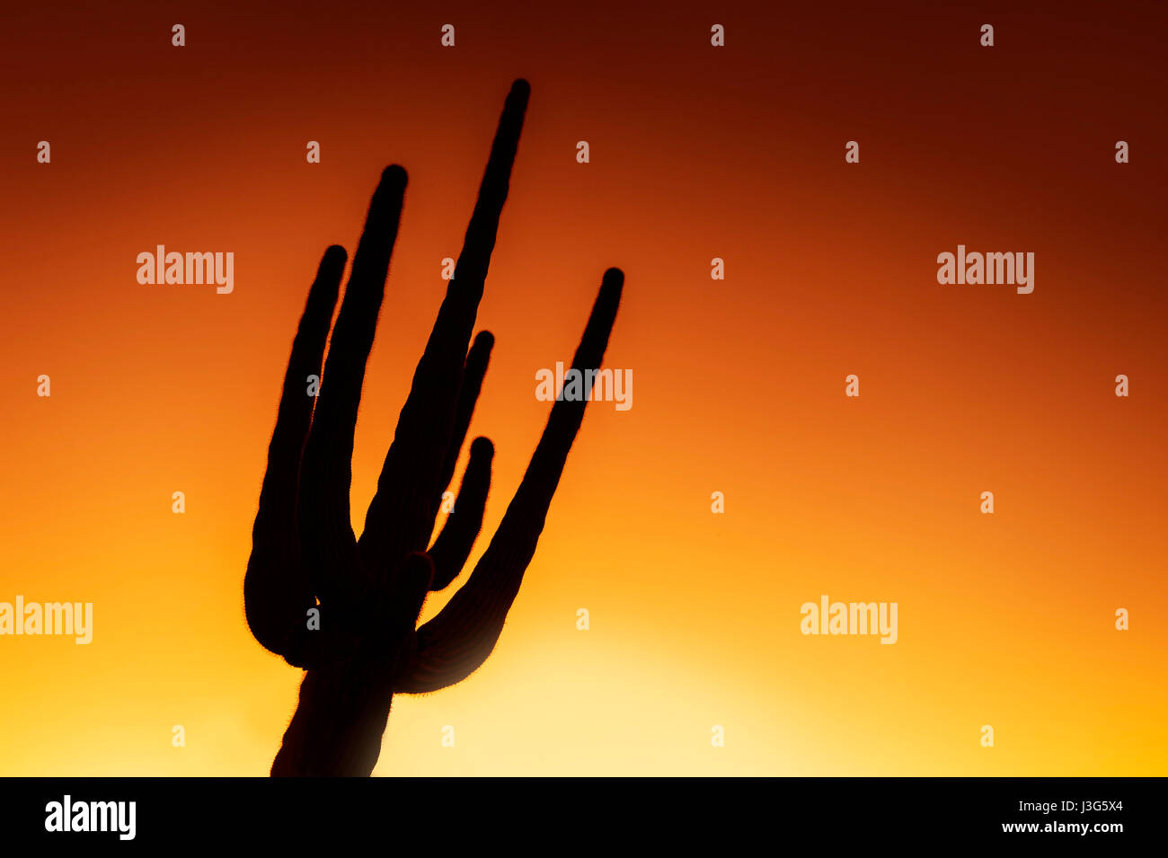 The Saguaro