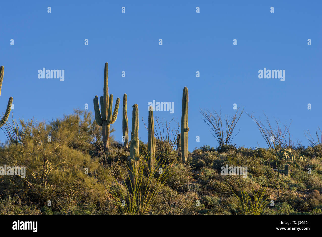 Saguaro Cactus Desert, Arizona USA Stock Photo