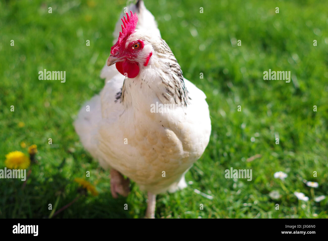 A light sussex hen in a field on a sunny day. Stock Photo
