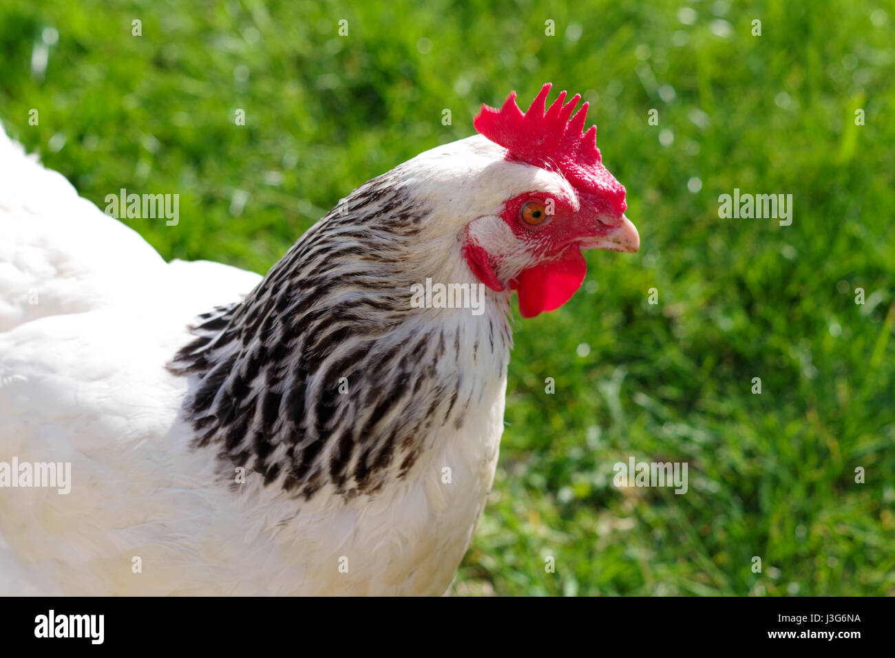 A light sussex hen in a field on a sunny day. Stock Photo