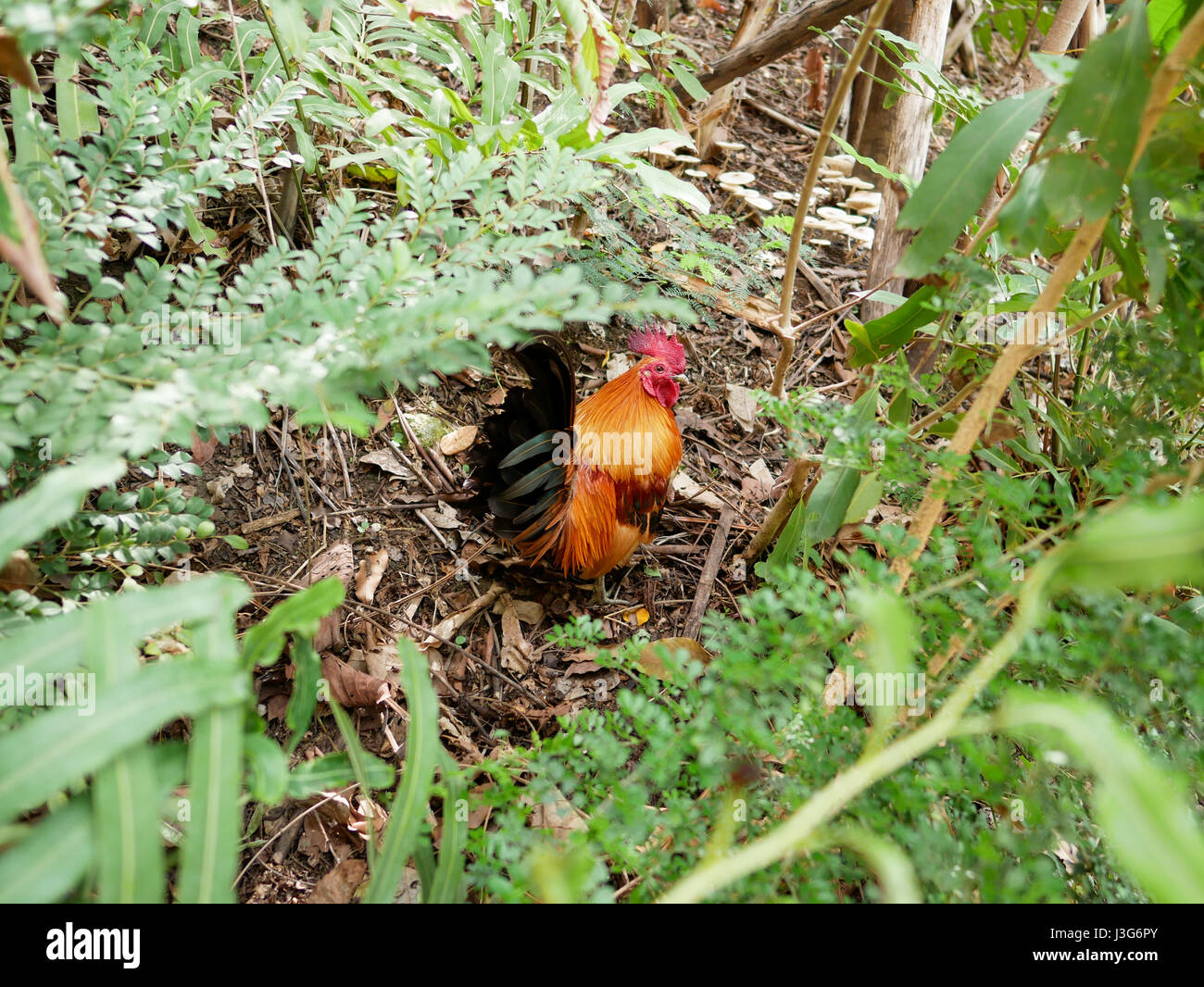 Hen stands in the middle of small shrubs. Stock Photo