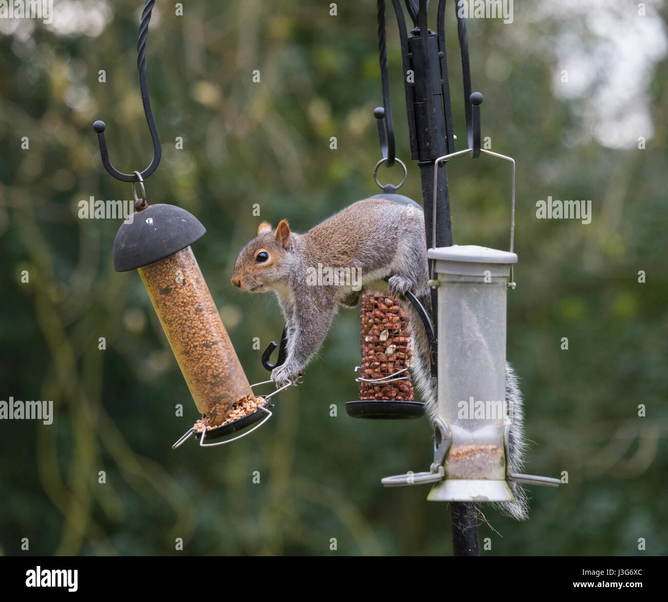 Grey squirrel on garden bird feeder, Shropshire, England, UK Stock Photo