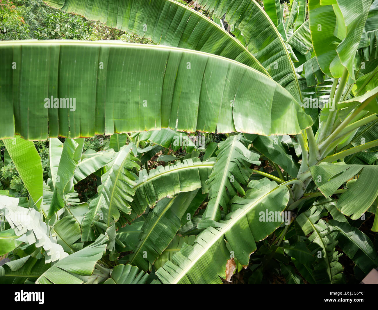 where to buy banana leaves vancouver