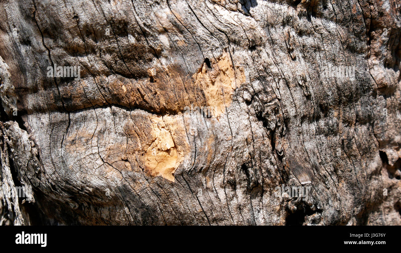 Olive tree stump hires stock photography and images Alamy