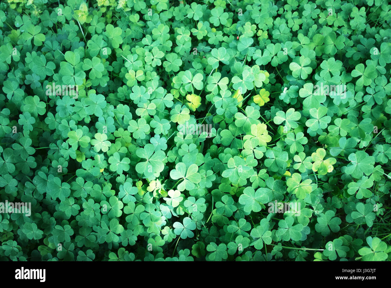 Green clover plant texture. Symbol of Saint Patrick holiday in Ireland. Can be used like background Stock Photo