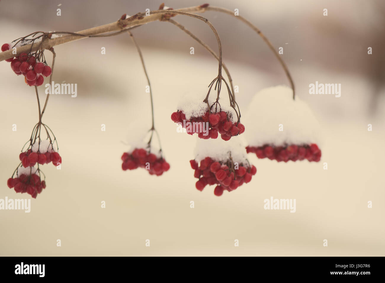 red berries in the snow with frost and blur background - aged photo ...