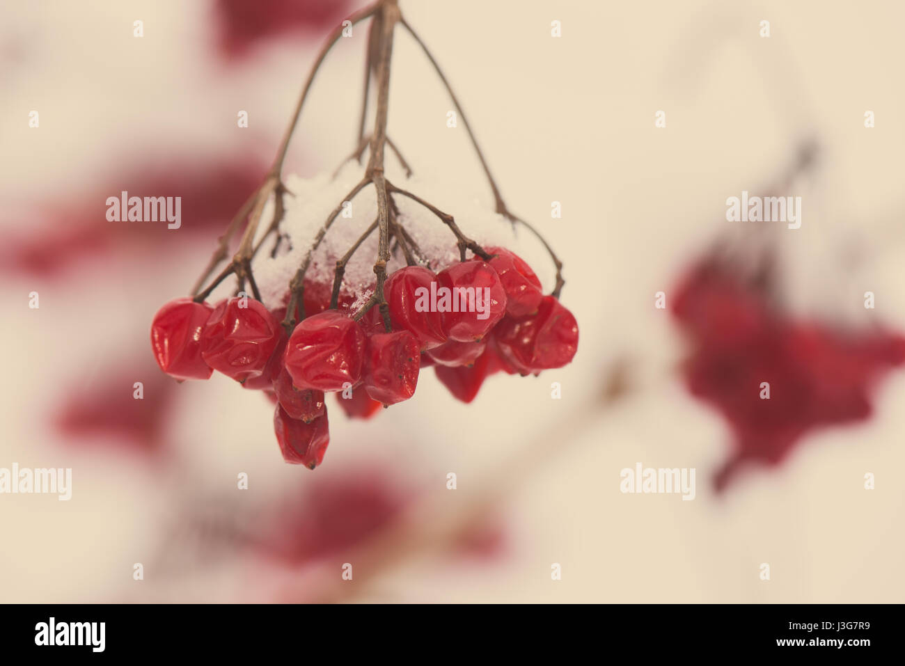 red berries in the snow with frost and blur background - aged photo ...