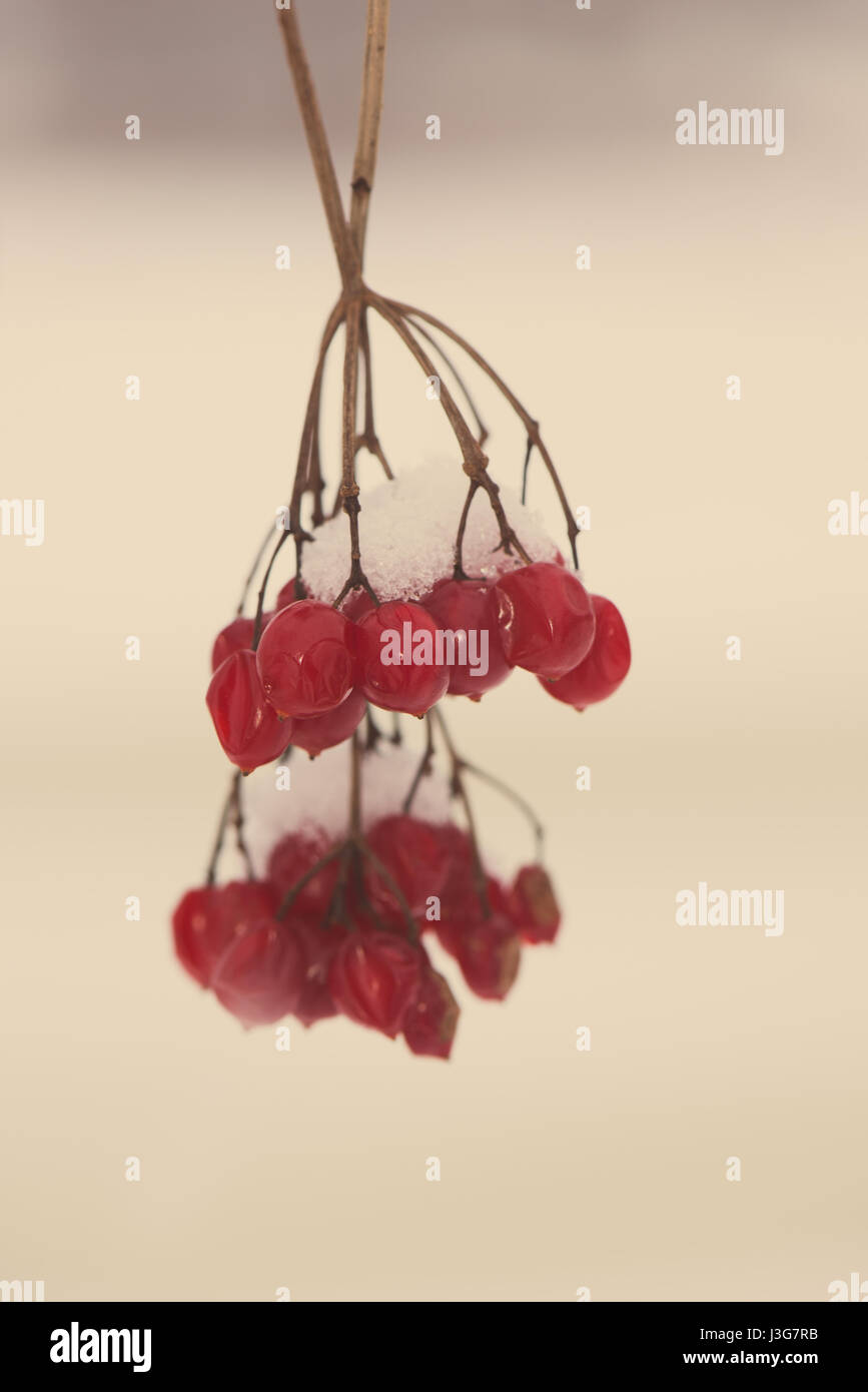 red berries in the snow with frost and blur background - aged photo ...