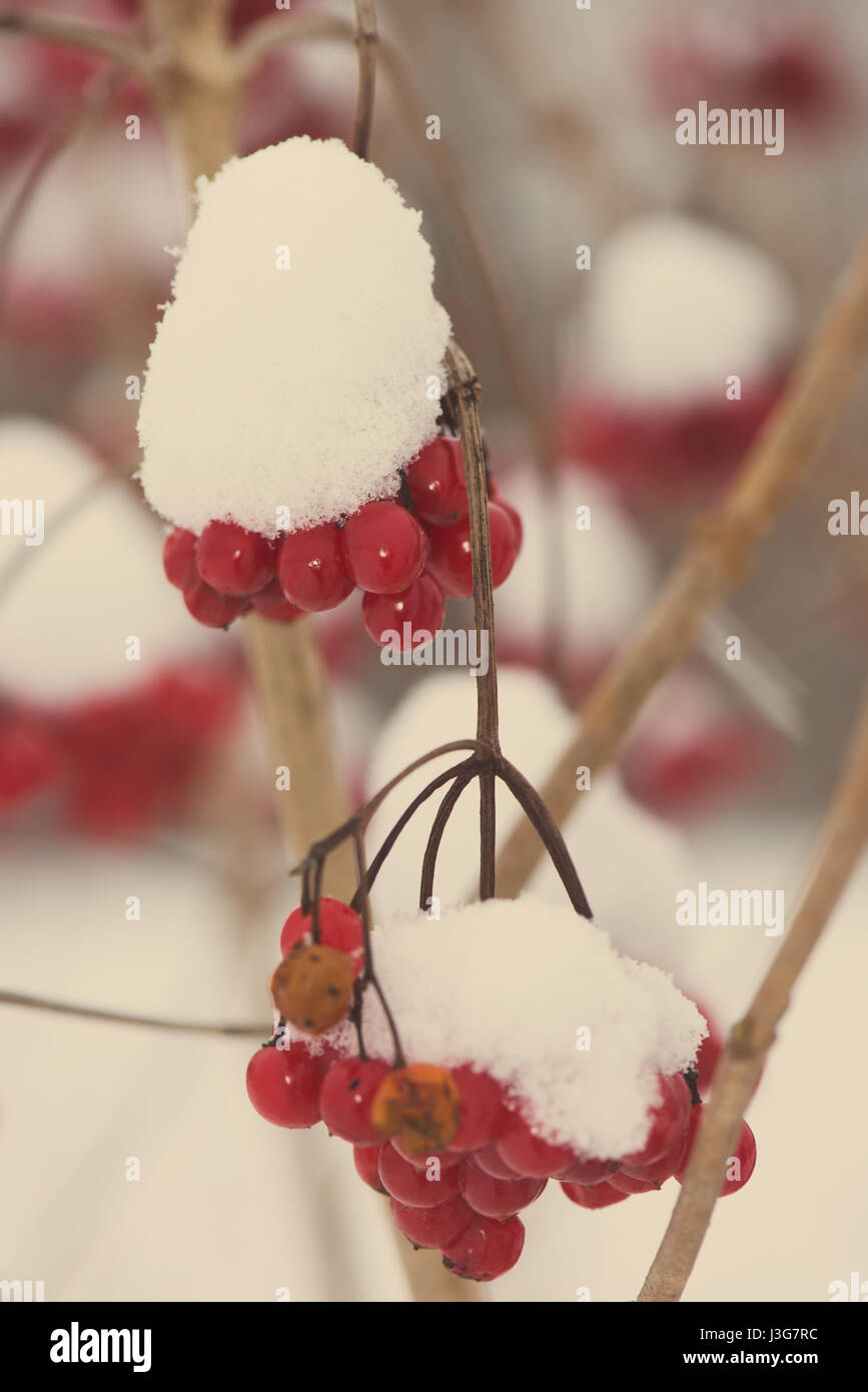 red berries in the snow with frost and blur background - aged photo ...