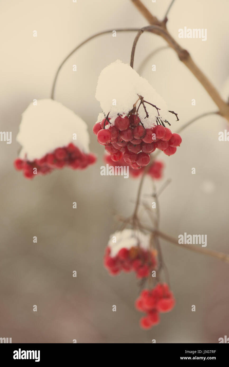 red berries in the snow with frost and blur background - aged photo ...