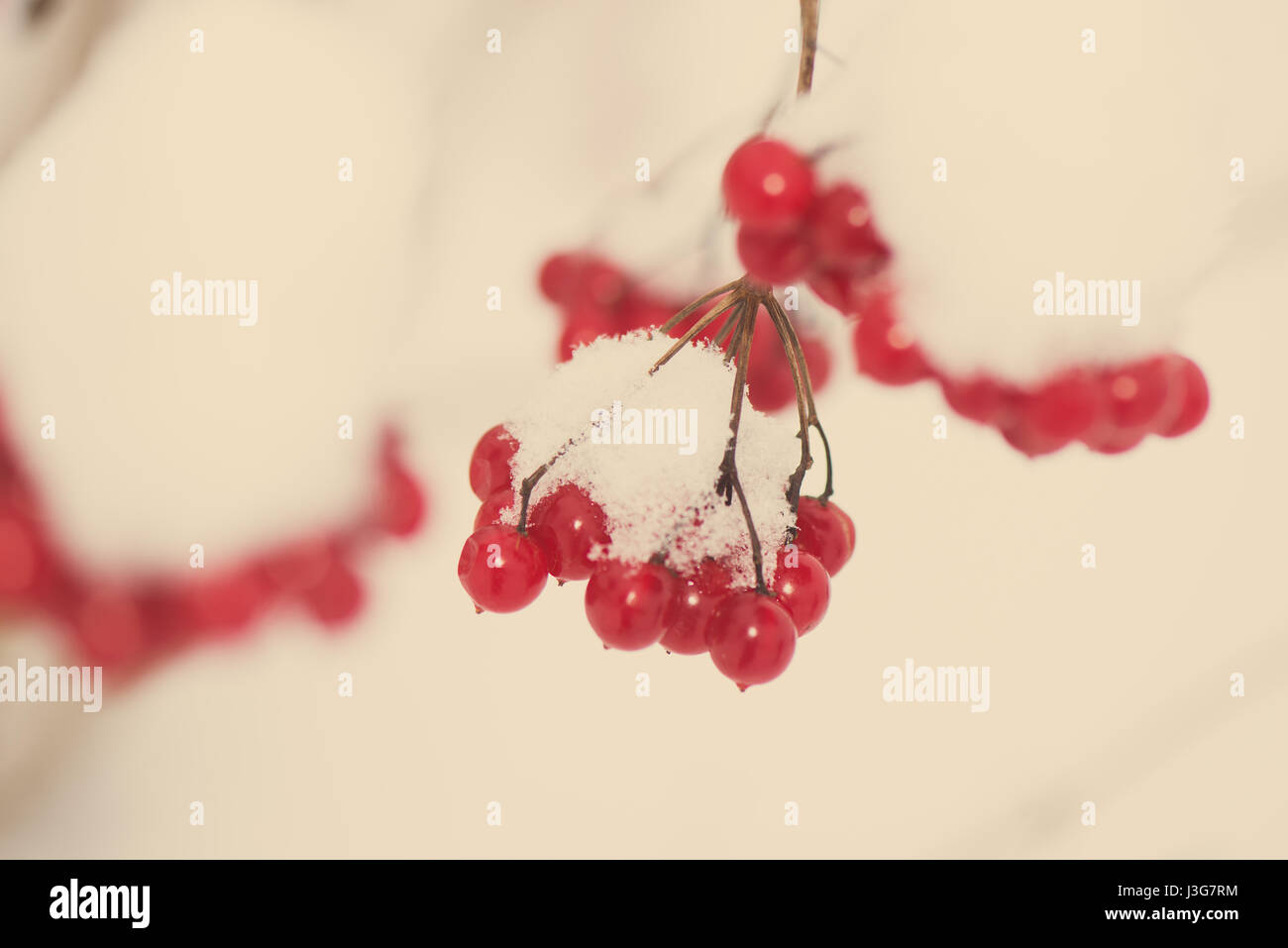 red berries in the snow with frost and blur background - aged photo ...