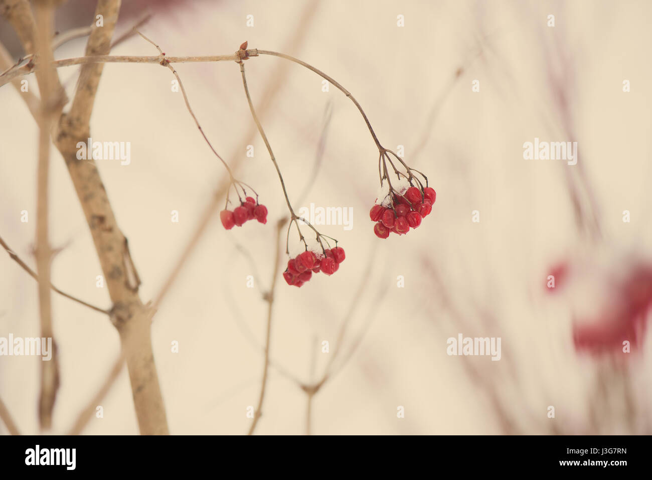 red berries in the snow with frost and blur background - aged photo ...