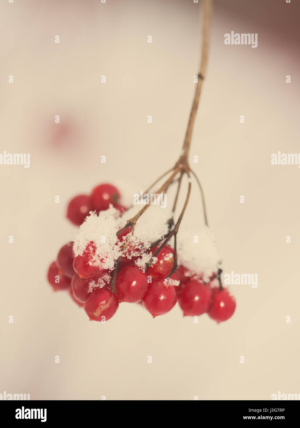red berries in the snow with frost and blur background - aged photo ...