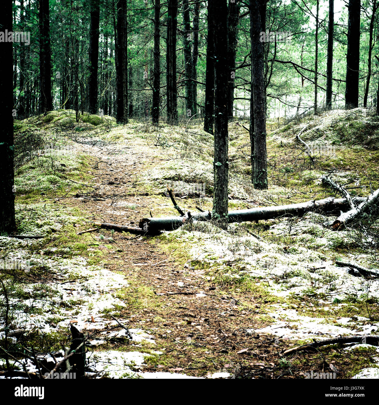 trail in the pine tree forest in winter with frost and snow - instant ...