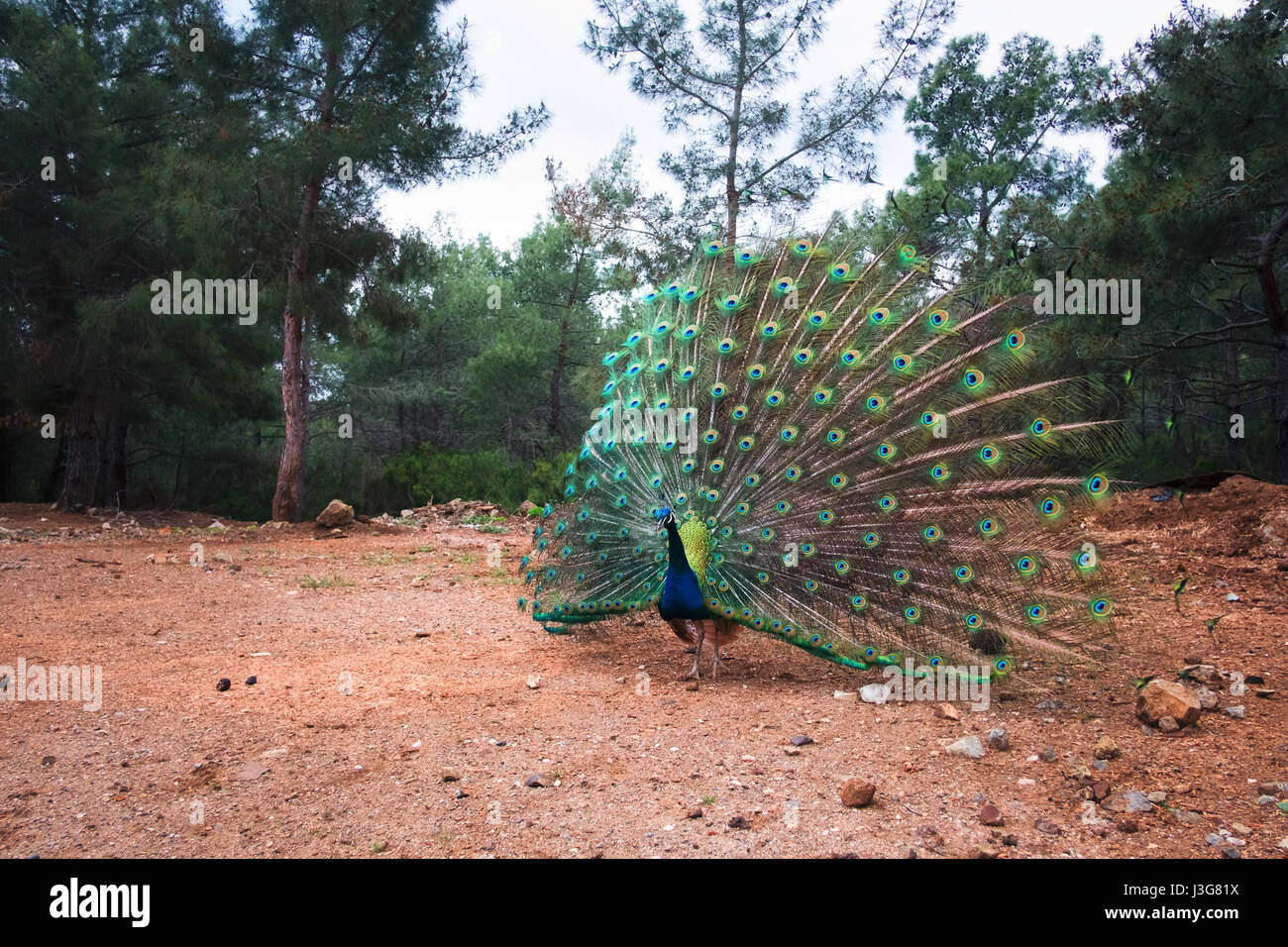 Peacock with a loose tail in the forest. Wildlife scene Stock Photo
