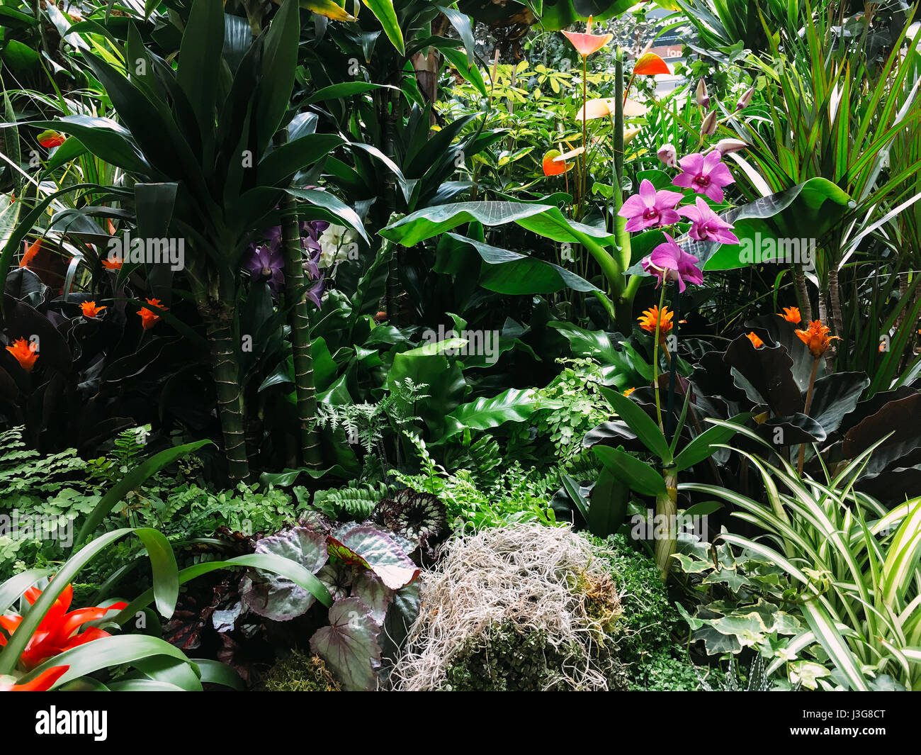Exotic flower in rainforest hi-res stock photography and images - Alamy