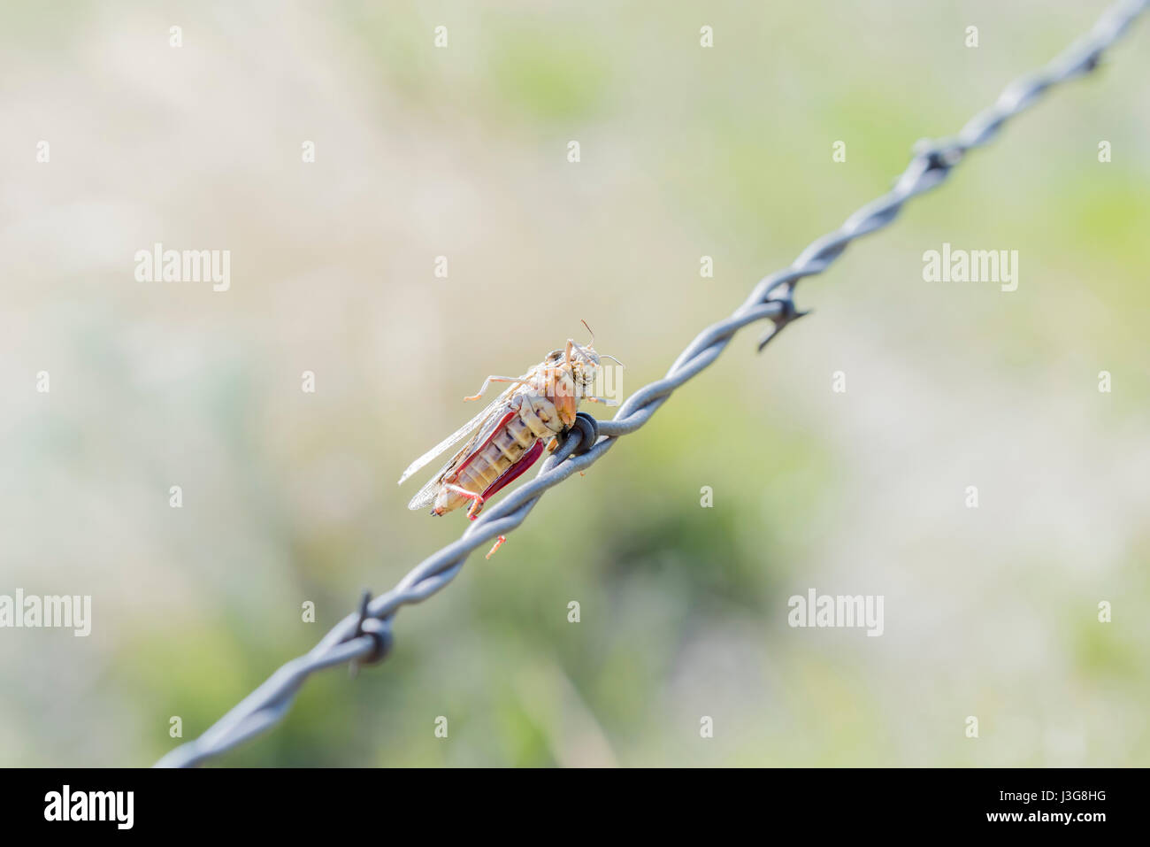 Grasshopper Impaled on Barbed Wire by Loggerhead Shrike in Rural Colorado Stock Photo