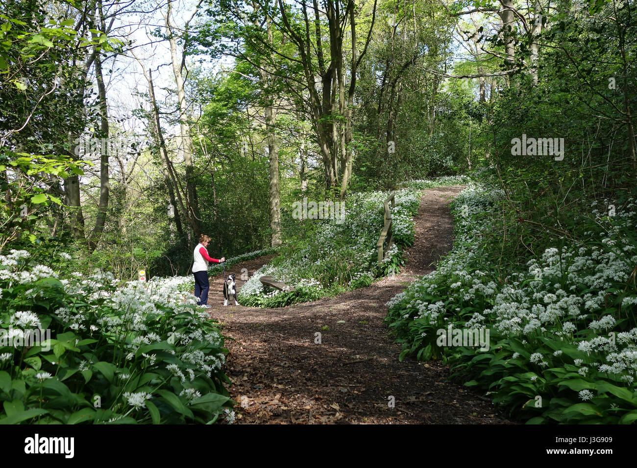 Spring uk woodlands walk hi-res stock photography and images - Alamy