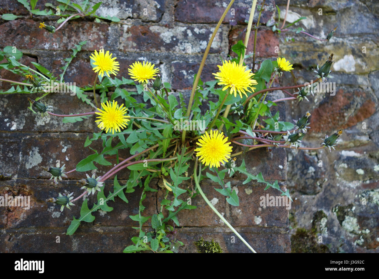 Dandelion growing and flowering in brick wall Taraxacum Stock Photo