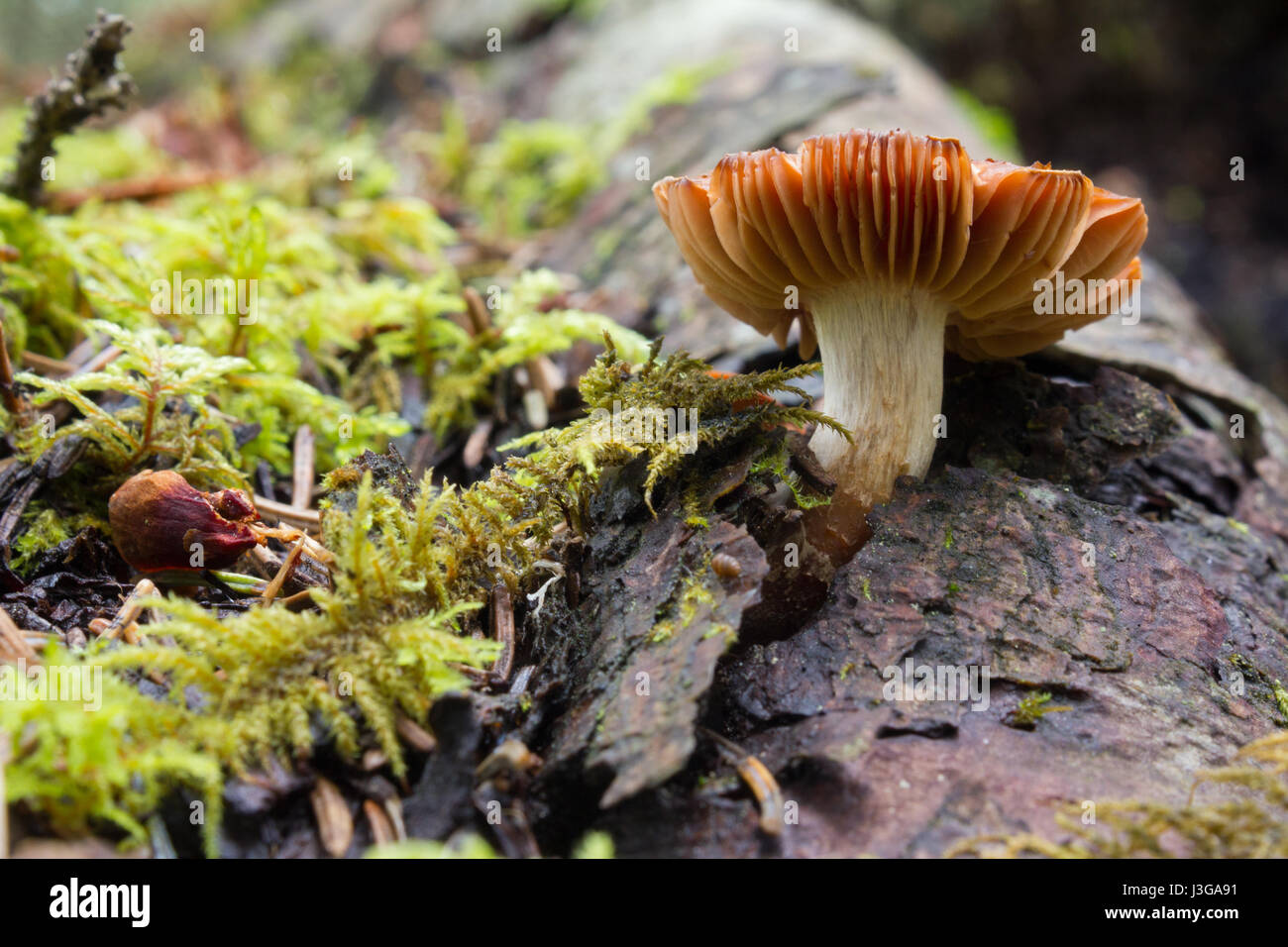 A brown-capped gilled mushroom in the Alberta Foothills. Stock Photo