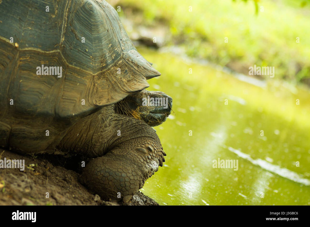 Tortoises are herbivorous animals with a diet comprising cactus ...