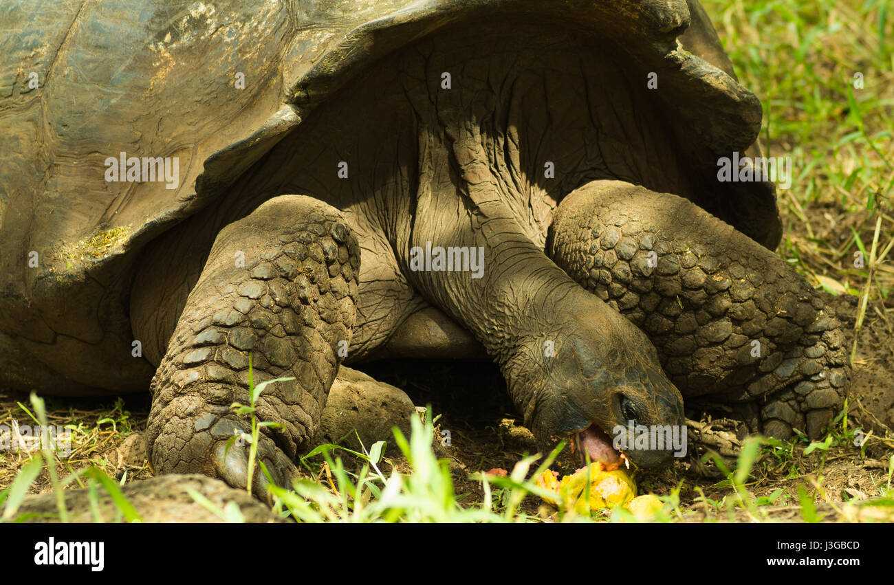 Tortoises are herbivorous animals with a diet comprising cactus