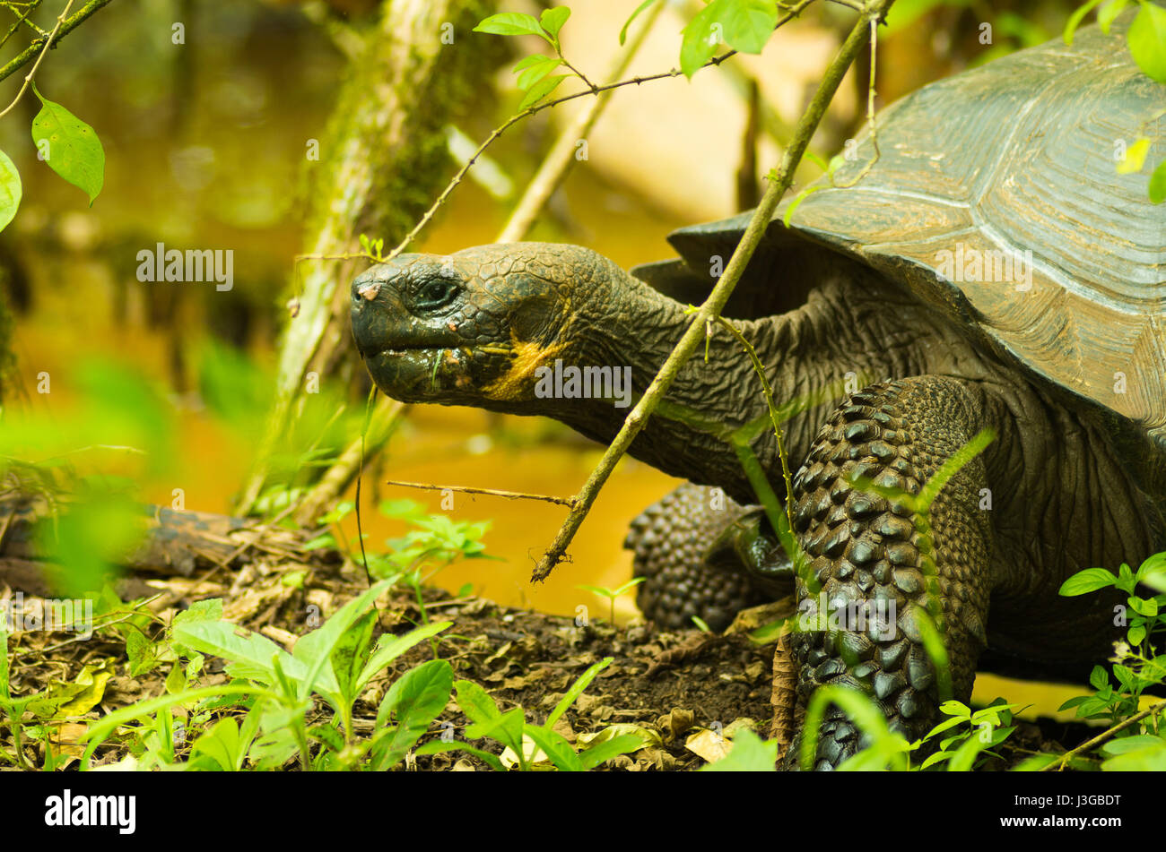 Tortoises are herbivorous animals with a diet comprising cactus, grasses, leaves and fruit