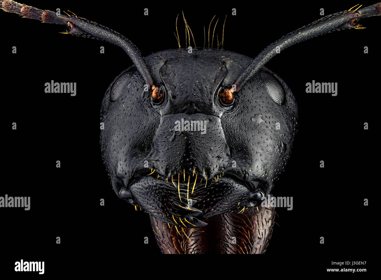 Extreme macro portrait of an ant, sharp and detailed, magnified 4 times through a microscope objective. Extreme macro portrait of an ant, sharp and de Stock Photo