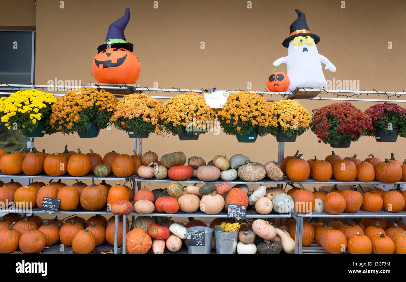 Halloween display of pumpkins and chrysanthemums. St Paul Minnesota MN
