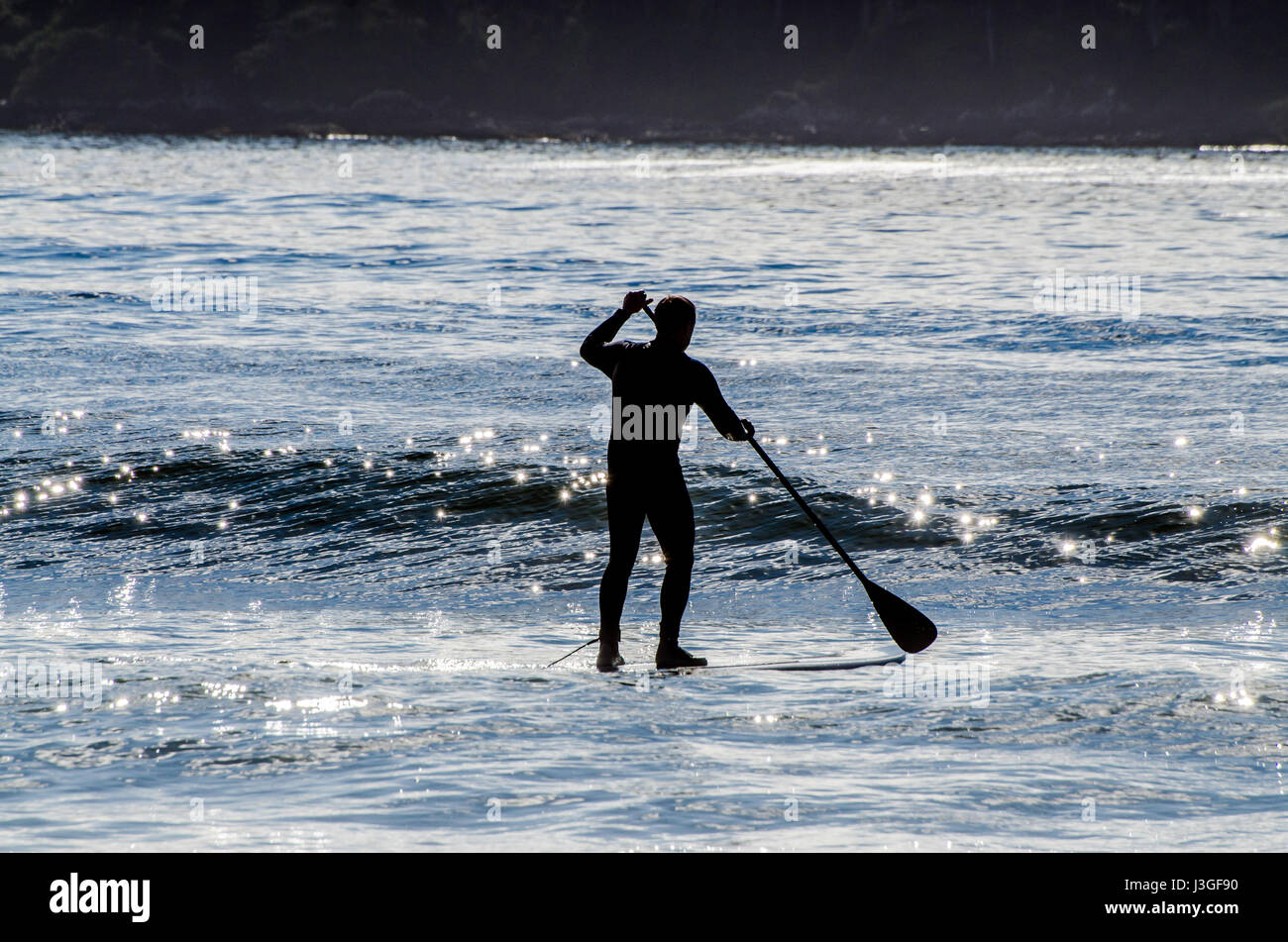 surfing paddle boarding tofino Stock Photo Alamy