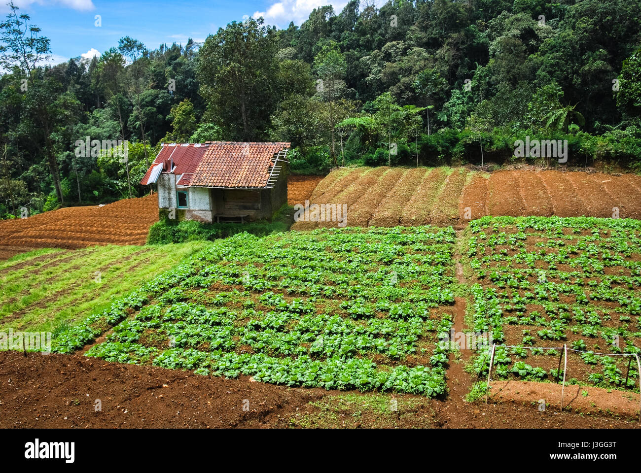 A hut in the middle of vegetable farm just outside Gede Pangrango National Park's boundary in West Java, Indonesia. Stock Photo