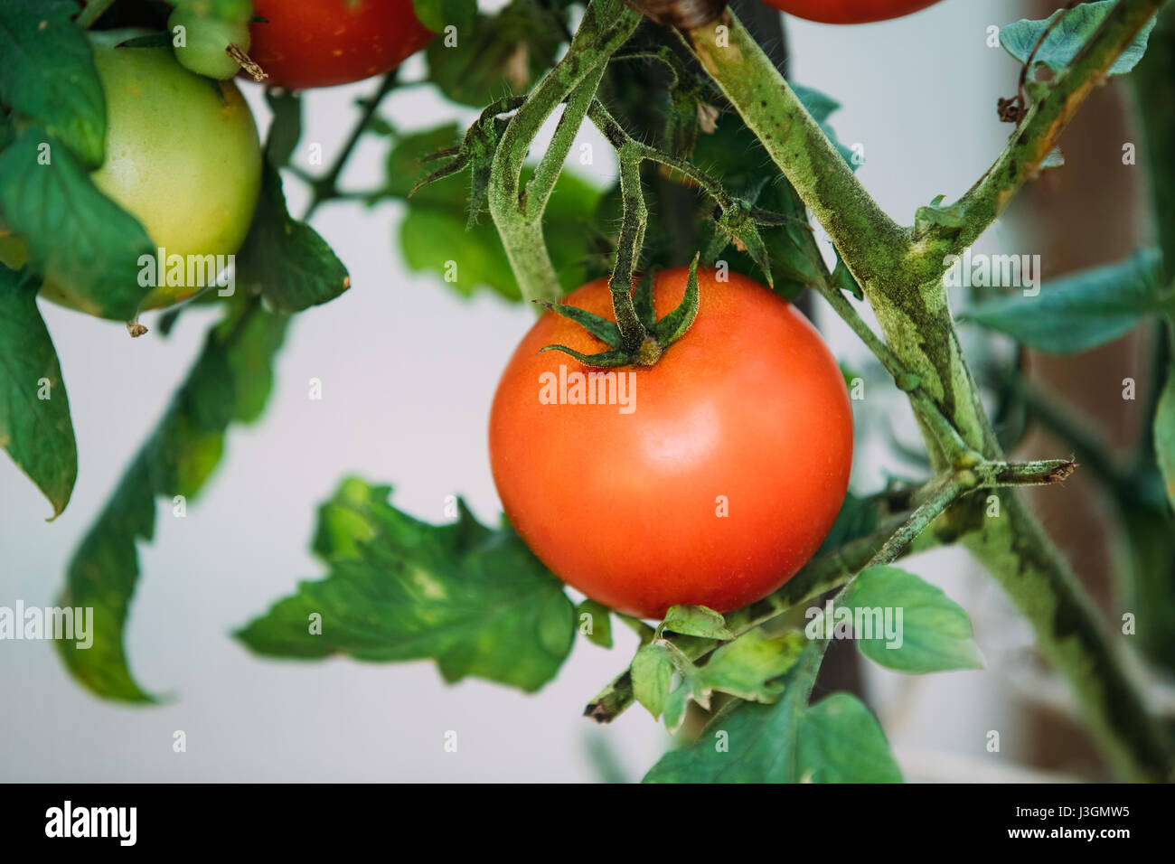 Ripe Red Growing Organic Tomato. Ripe Homegrown Tomato In Vegetable