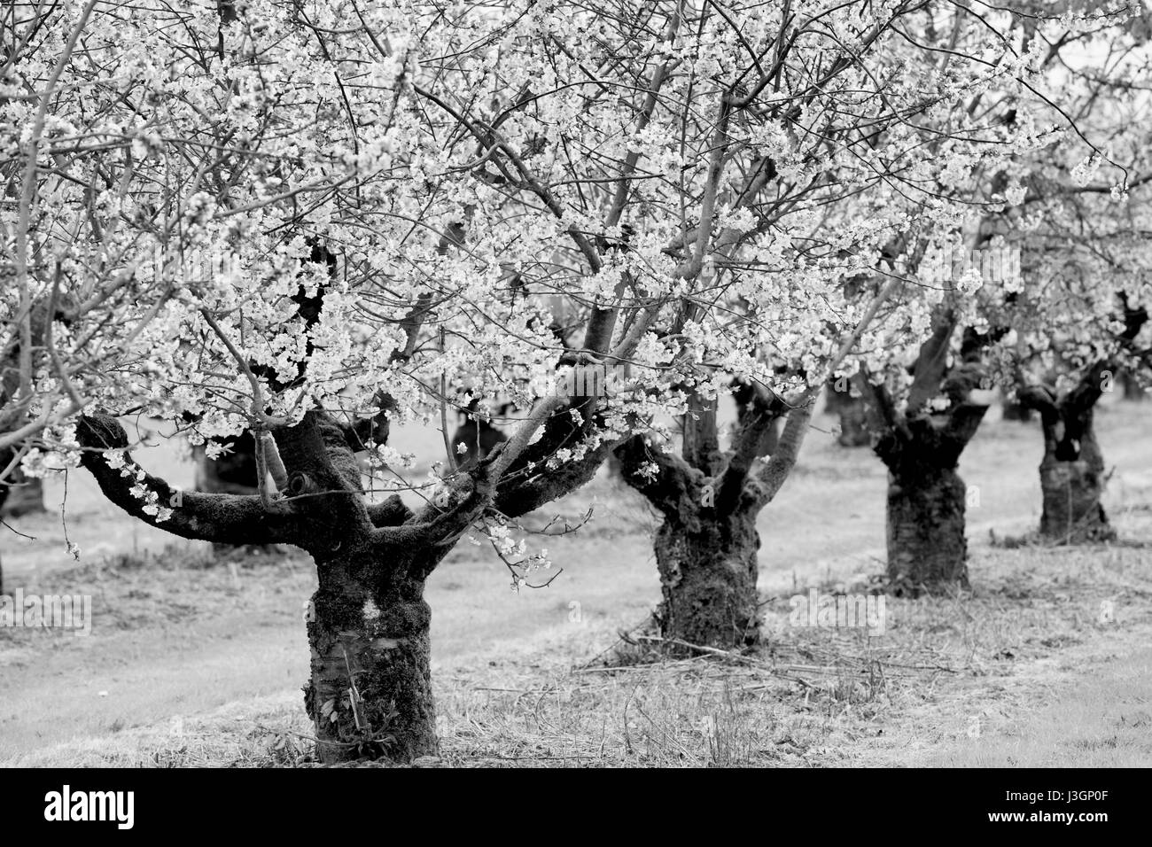 Blossoming cherry (Prunus sp.) trees in spring, Weserbergland, Hesse, Germany, Europe Stock Photo