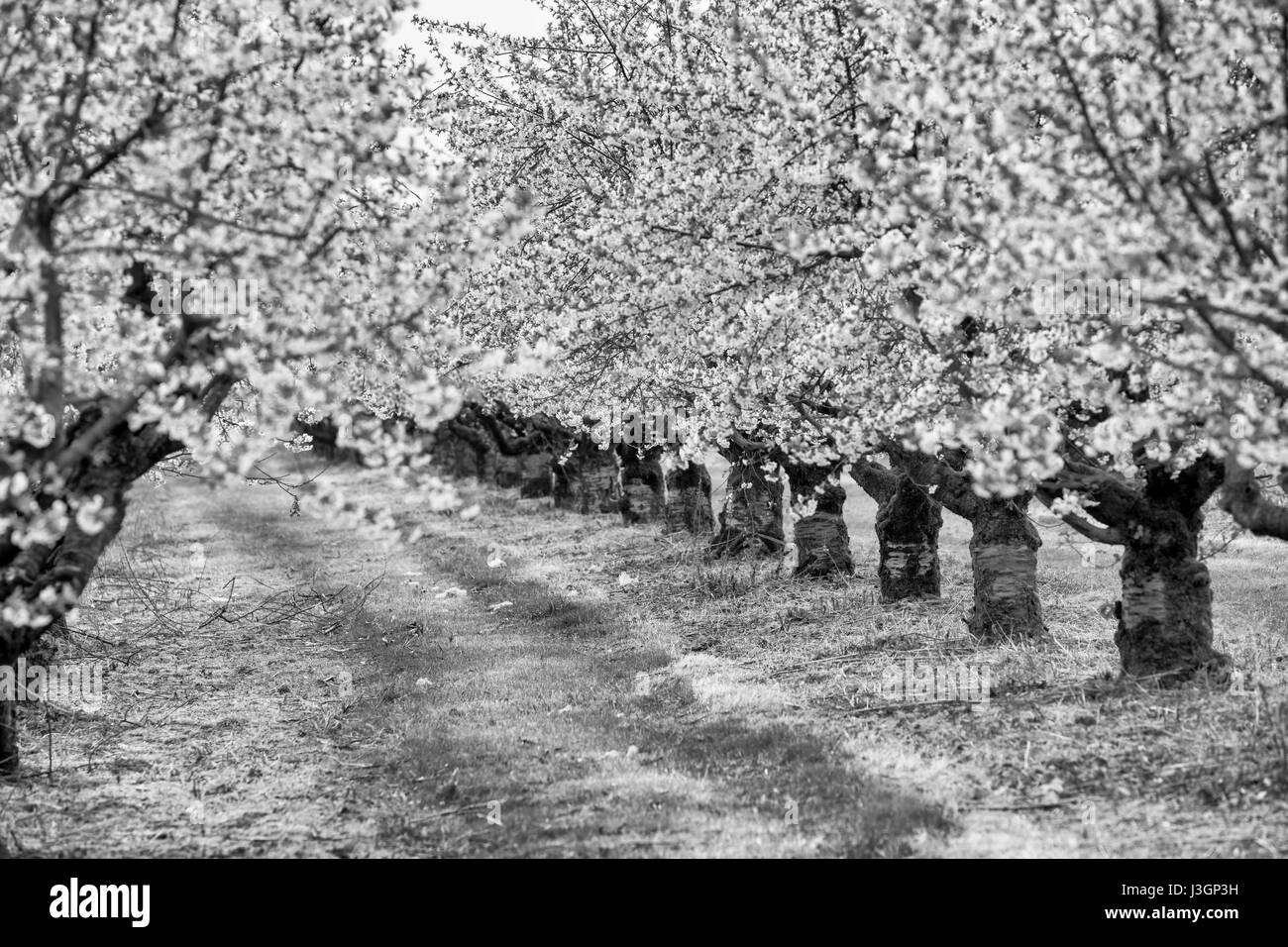 Blossoming cherry (Prunus sp.) trees in spring, Weserbergland, Hesse, Germany, Europe Stock Photo