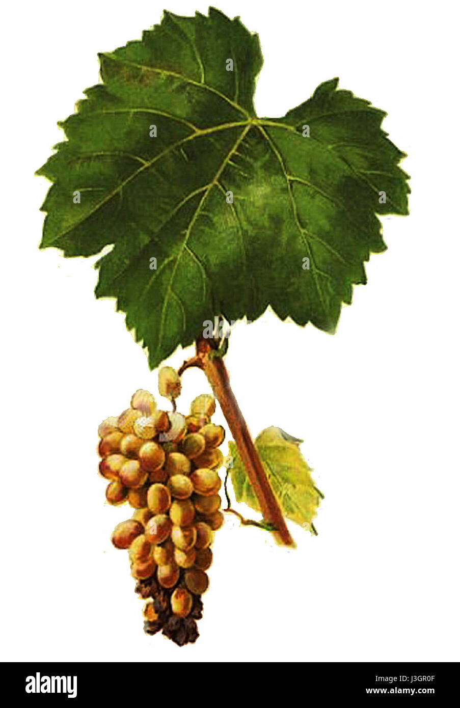 Furmint Stock Photo