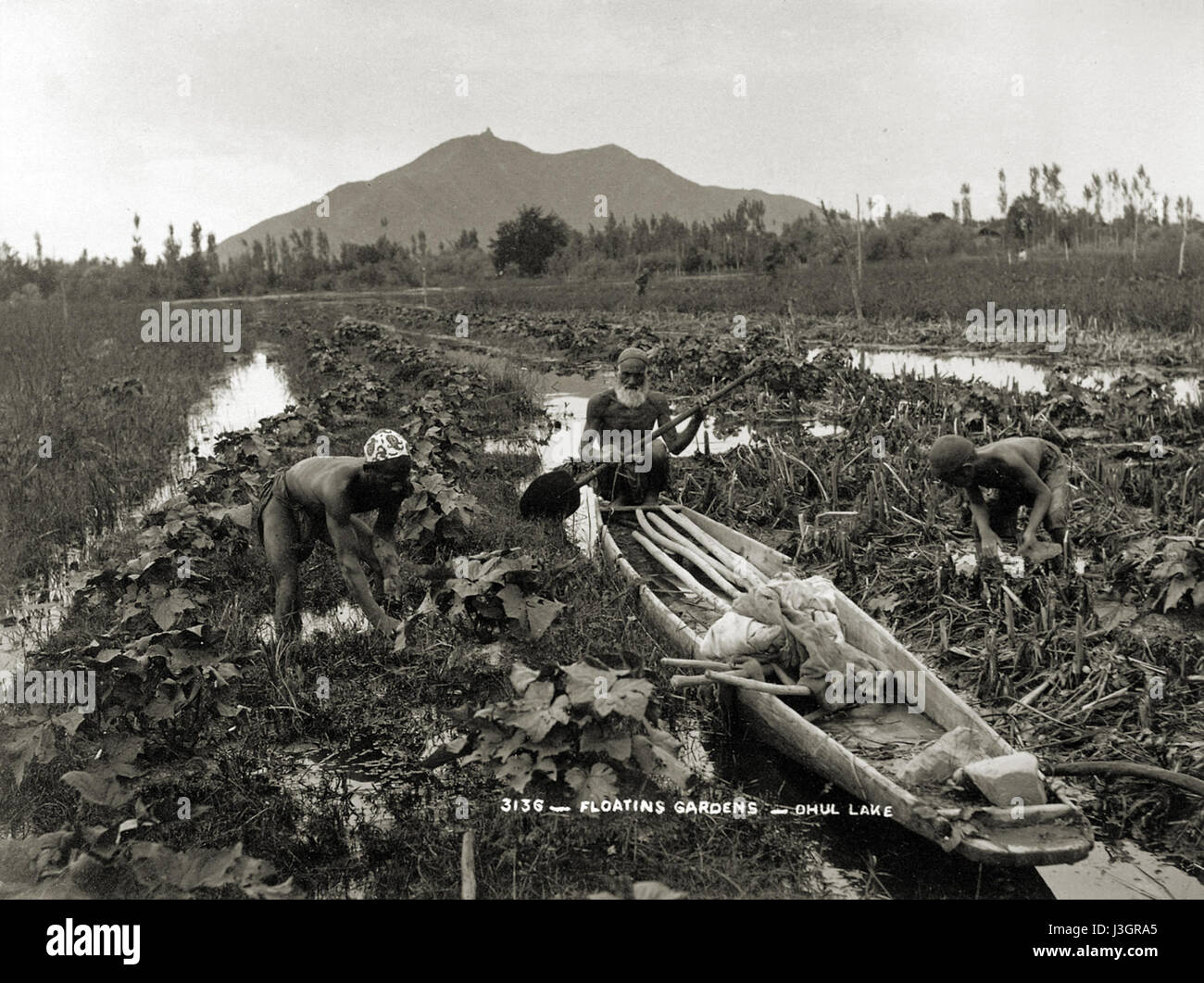Floating gardens, Dhul Lake Srinagar, Kashmir Stock Photo Alamy