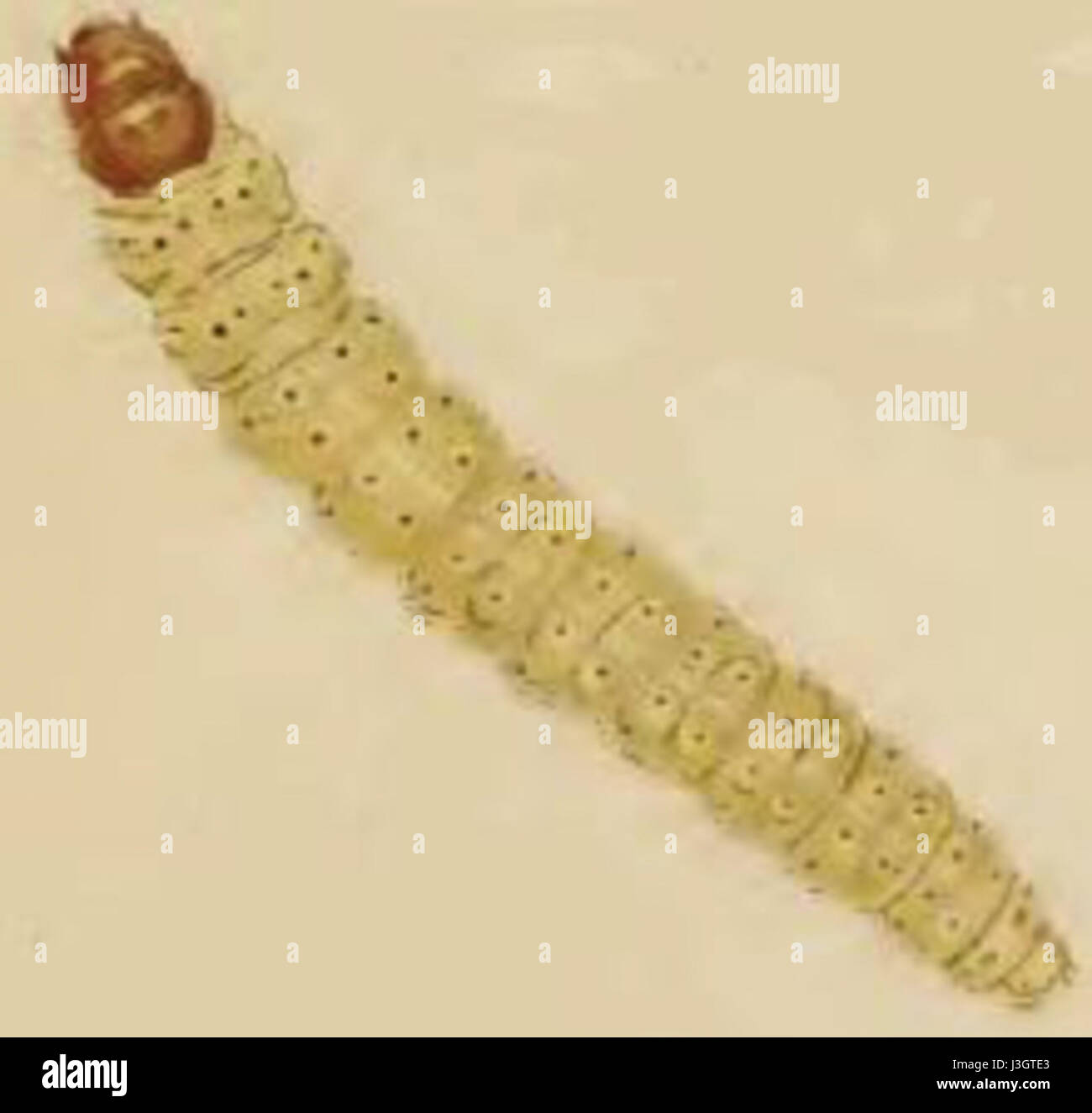 Gelechia hippophaella larva Stock Photo