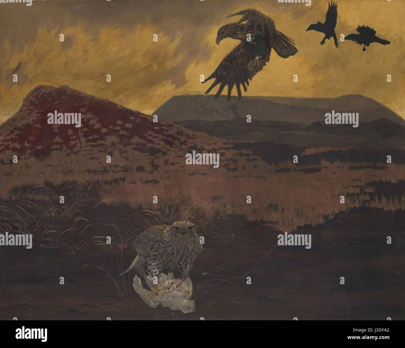 friedrich-lissmann-seeadler-und-falke-auf-island-stock-photo-alamy