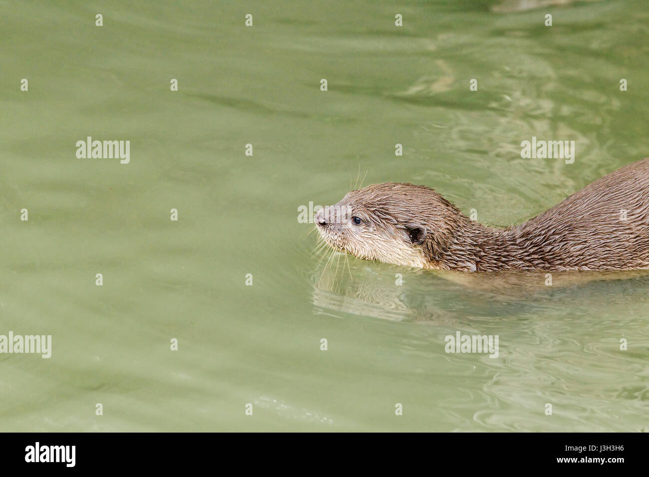 A Smooth-coated otter (Lutrogale perspicillata) cub in a mangrove river, Singapore Stock Photo