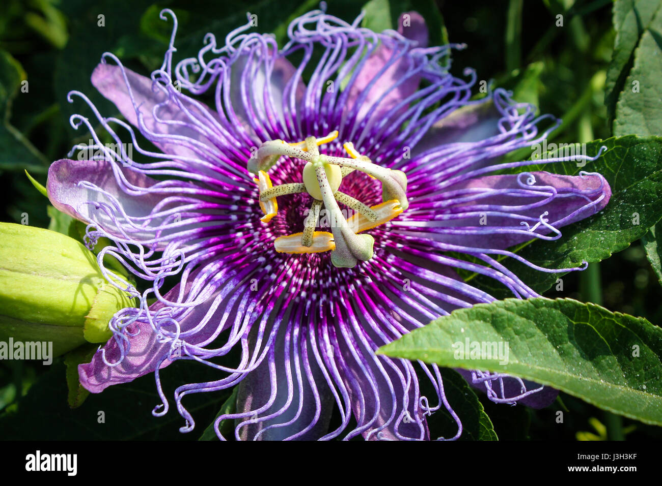 Purple Passion Flower Stock Photo Alamy