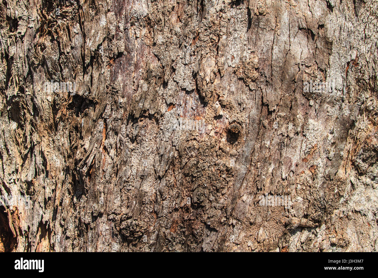 texture of bark wood use as natural background Stock Photo - Alamy