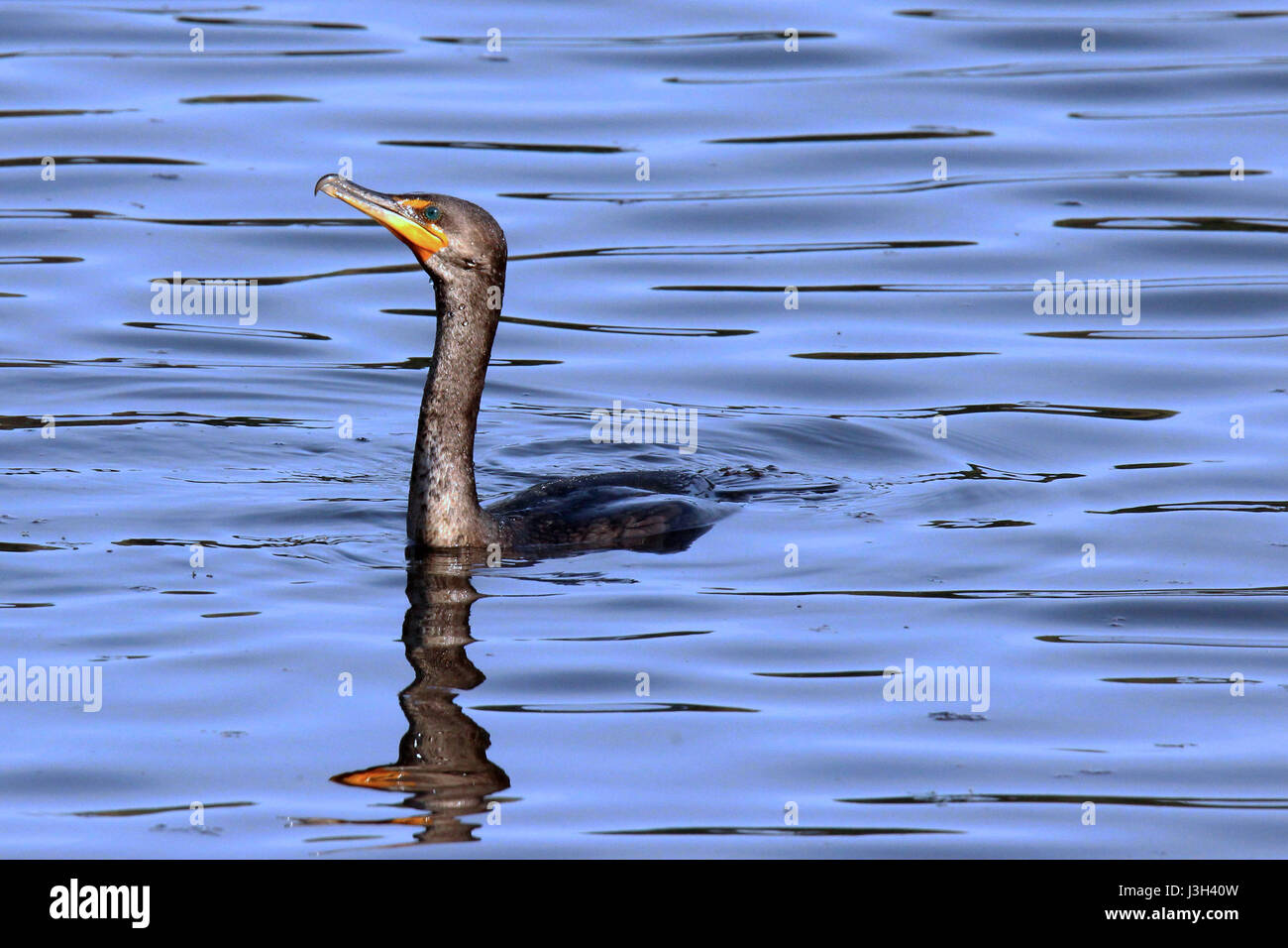 An immature double crested cormorant swimming on a pond Stock Photo Alamy