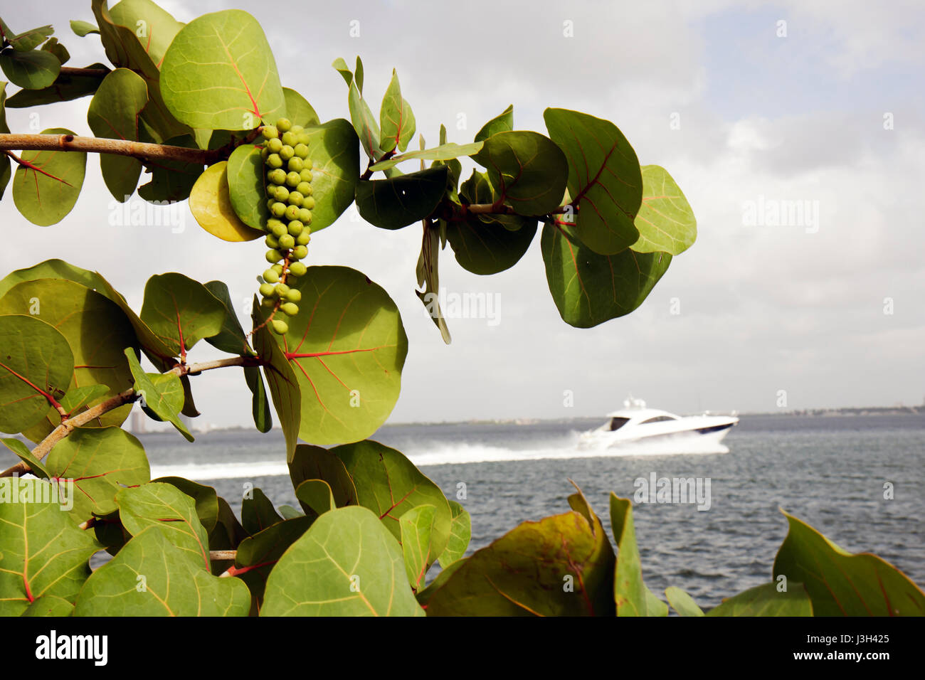 Miami Beach Florida,Biscayne Bay,speedboat,boat,cabin cruiser,shore,sea grape,coccoloba uvifera,tree,tropical,leaves,fruit,water,FL080911080 Stock Photo
